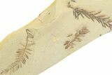 Shale With Dawn Redwood (Metasequoia) Fossils - Montana #356512-1